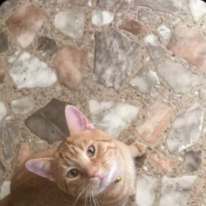 Meet your Posher, Lilly